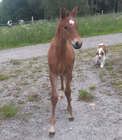 primmen